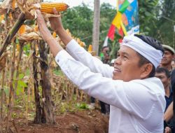 Hadiri Panen Jagung di Garut, Gubernur Dedi Mulyadi Dorong Swasembada Pangan Jadi Penggerak Ekonomi Desa