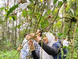 Panen Raya Kopi di Situ Cimeuhmal, Jasa Tirta II Gaungkan Konservasi DAS Citarum